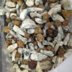 Golden Teacher Magic Mushrooms