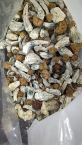 Golden Teacher Magic Mushrooms