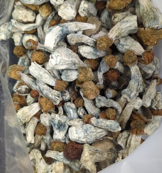 Golden Teacher Magic Mushrooms