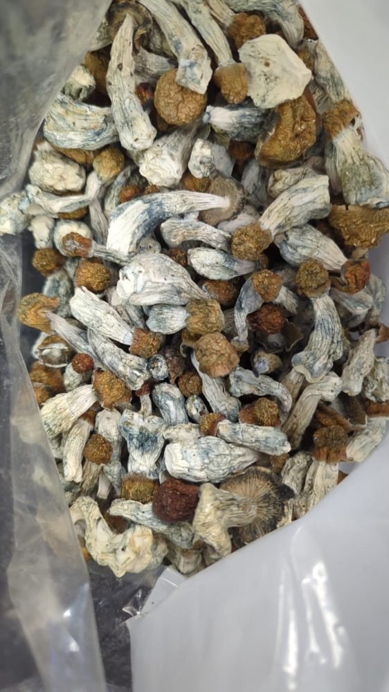 Golden Teacher Magic Mushrooms