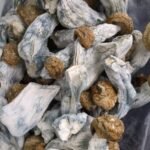 Penis Envy Magic Mushrooms