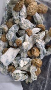 Penis Envy Magic Mushrooms