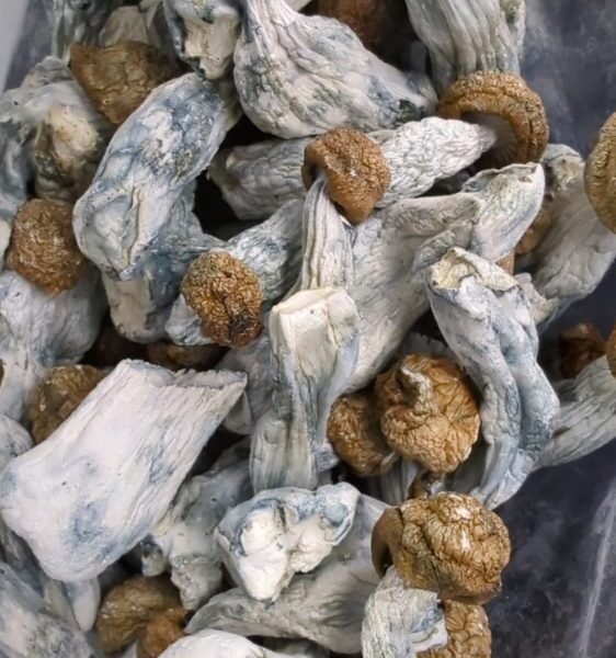 Penis Envy Magic Mushrooms